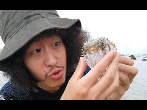 วีดีโอ: squirrelfish