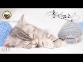 Music to Relax Cats - 10 Hours of Peaceful Harp Music for Cats with Anxiety