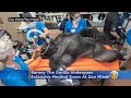 Barney the gorilla undergoes extensive medical exam at zoo miami