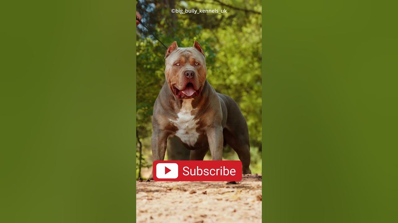 This Pitbull Dog Can beat Orangutan Monkey?😱 - YouTube