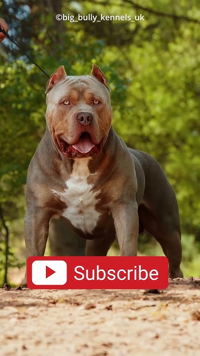 This Pitbull Dog Can beat Orangutan Monkey?😱 - YouTube