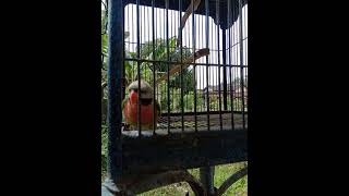 Suara Burung Betet Jawa Gacor Yg Paling Bagus Buat Masteran Burung Fighter