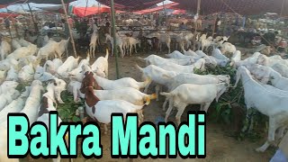 Bakra Mandi Pakistan, Chatra Mandi 2021