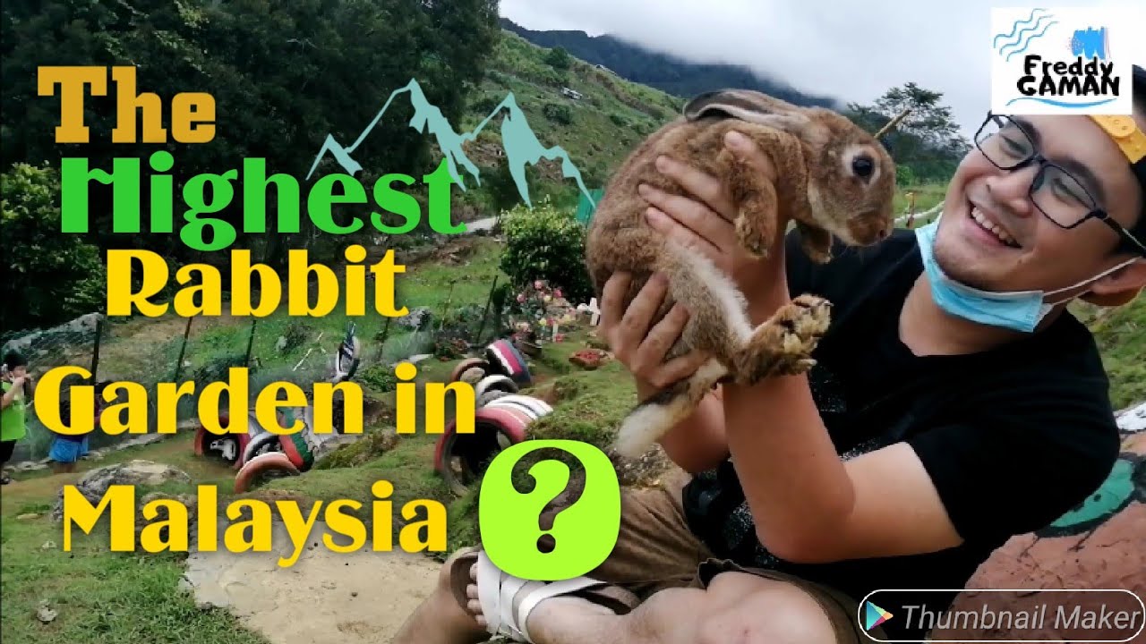 Funny Bunny Rabbits Kundasang Sabah Malaysia De Mesilau Rabbit