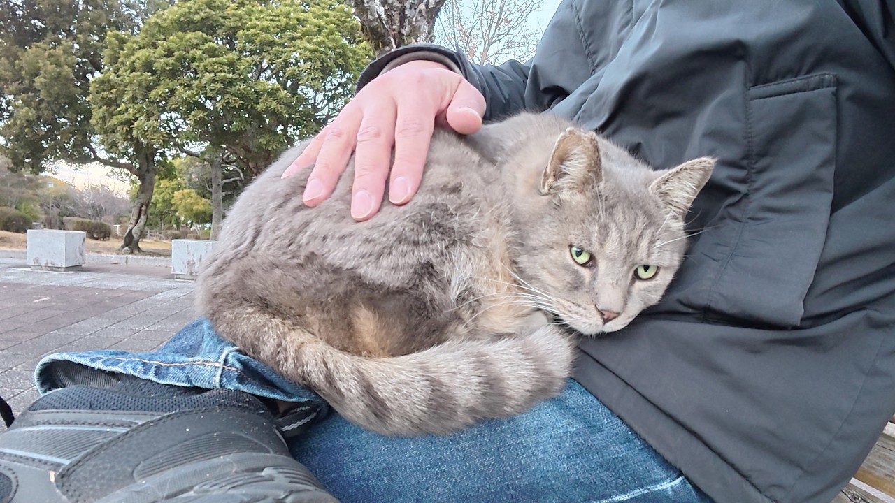 A fat grey cat sits on a man's lap until his legs go numb - YouTube