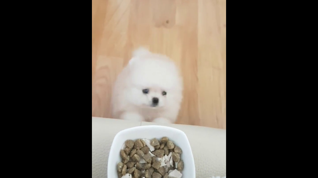 Funny Cute Teacup Pomeranian Puppy Boo Eating Frenzy YouTube