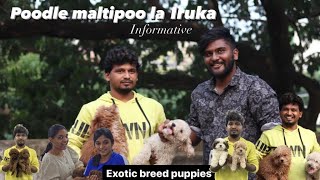 poodle puppies | maltipoo | exotic rare breed puppies in chennai | show quality puppies