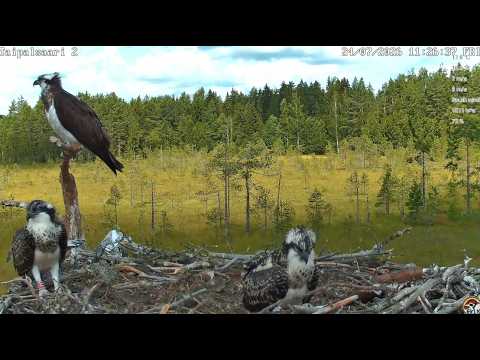 Taipalsaari Osprey Cam live stream preview