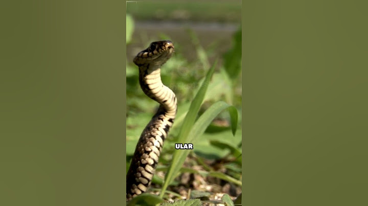 Ulat yang bisa meniru Ular!! 🐛➡️🐍 #informatif #faktaunik #ular #ulat