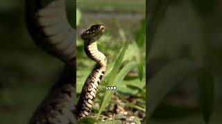 Caterpillars that can imitate snakes!! 🐛➡️🐍 #informative #uniquefacts #snakes #caterpillars