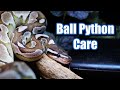 Ball python care guide! How to care for a Ball Python 🐍