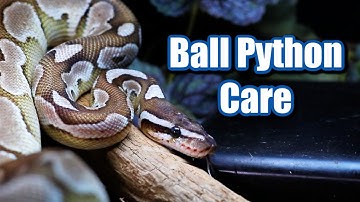 Ball python care guide! How to care for a Ball Python 🐍