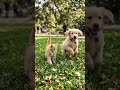Kitten &amp; Puppy Running Together 🐱🐶 Pure Happiness in the Park! #aivideo