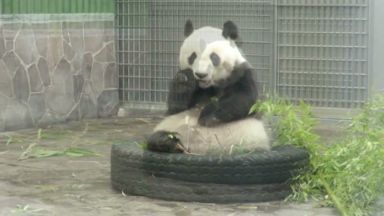 2019年5月17日【選】タケノコ食べパンダ