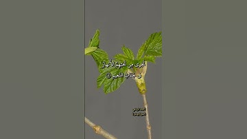 سورة يونس - إن الذين آمنوا وعملوا الصالحات يهديهم ربهم بإيمانهم تجري من تحتهم الأنهار في جنات النعيم