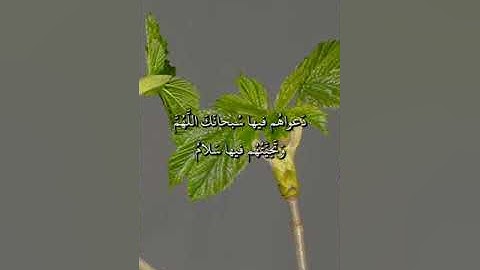 سورة يونس - إن الذين آمنوا وعملوا الصالحات يهديهم ربهم بإيمانهم تجري من تحتهم الأنهار في جنات النعيم