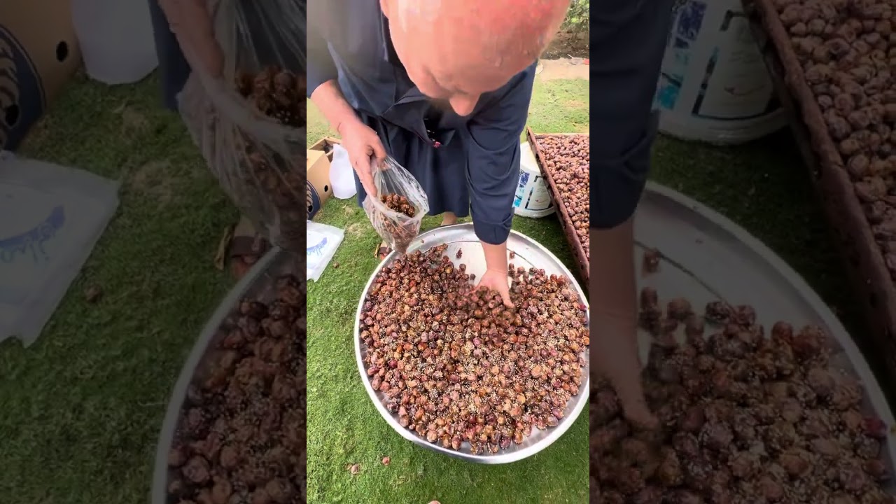 كبس التمر البرحي ايام زمان اهلنا الطيبين البصره ابو الخصيب