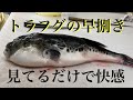 魚。　#さばき方 #魚 #ふぐ