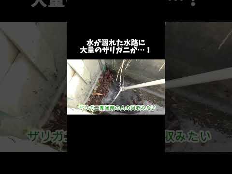 水が涸れた水路に取り残された大量のザリガニを一網打尽！ #shorts