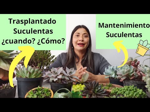 Trasplantando Suculentas (Mantenimiento correcto)