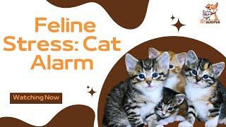 Decoding Cat Stress | Understanding Your Feline Friend's Alarms | Stress | #catshorts #cathealth