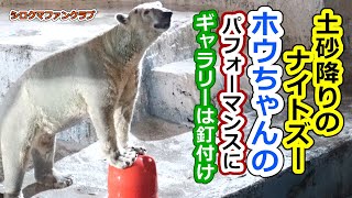 土砂降りのナイトズー?ホウちゃんのパフォーマンスにギャラリーは釘付け【天王寺動物園】