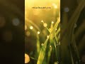 الضحى من نور من ابتهال نصر الدين طوبار الضحى من نور من ابتهال نصر الدين طوبار