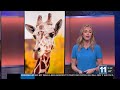 Cheyenne Mountain Zoo’s giraffe, Mashama, dies at 15