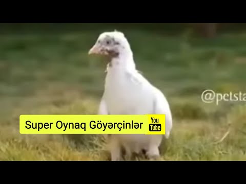 Super Oynaq Göyərçinlər