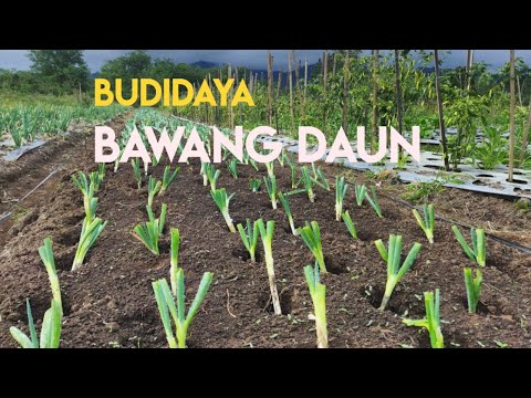 Video: Sahabat Tanaman Daun Bawang - Pelajari Tentang Penanaman Daun Bawang Dengan Daun Bawang