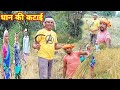 Dhaan ki katai ka pahla din parivar ke sath    mk manbodh vlog daily vlogs