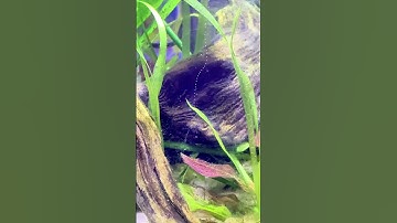 These bubbles are pure oxygen coming from an aquatic plant!😱#shorts