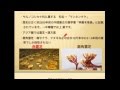 北海道産の霊芝について