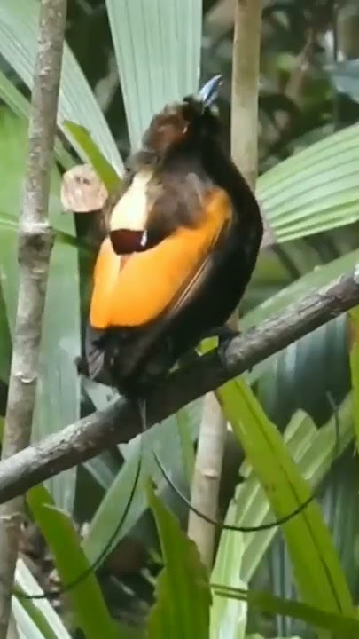 Gacor!! Burung Asli Papua Begini suara Cendrawasih Belah Rotan 🎶 #shorts