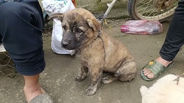 Khoảnh khắc HOT nhất livestream | Bê Bê Núi – Chợ chó Bắc Hà 9/11 (22:20–27:20)