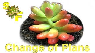 Total Change of Plans for these Gorgeous Succulent Cuttings (Unboxing)