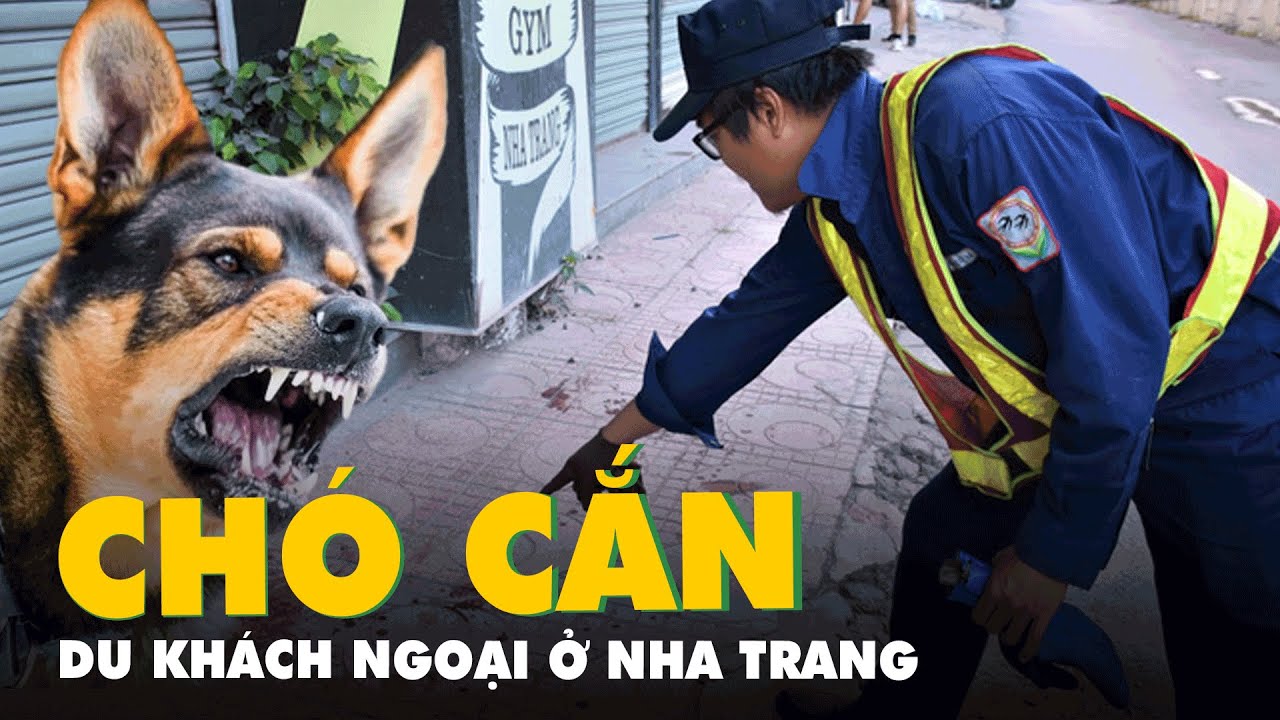 Con chó cắn du khách nước ngoài ở Nha Trang trước đó đã cắn nhiều người ...
