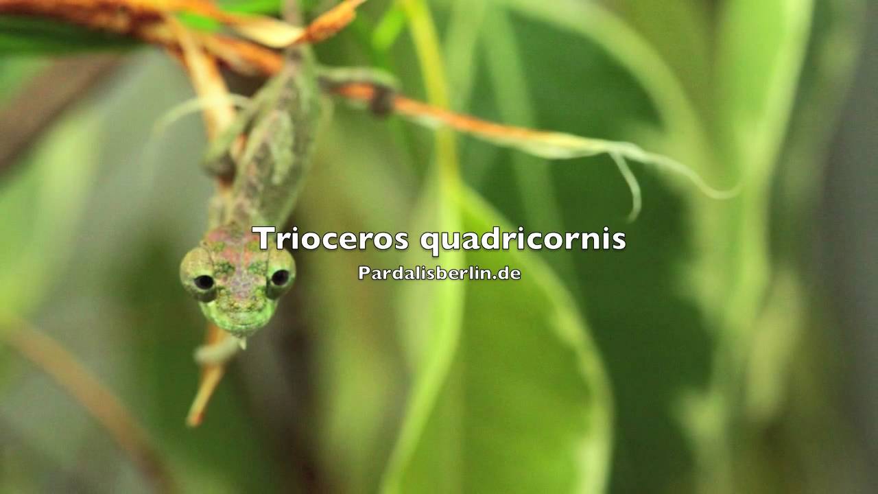 quadricornis babys Pardalisberlin.de