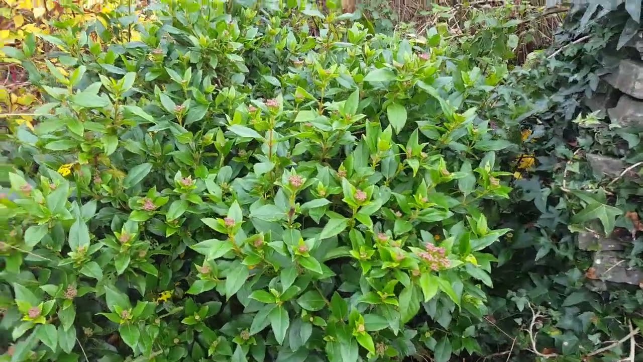 Weigela to Iberis flowers