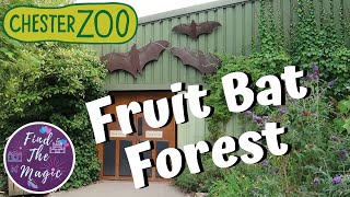 Bats at Chester Zoo | Fruit Bat Forest | Flying Fox Bats