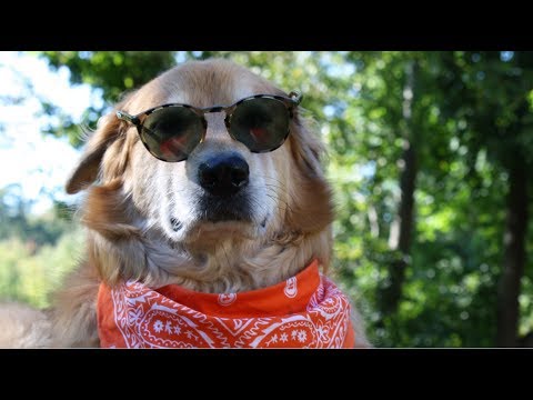 Dog Grooming Watertown CT - YouTube