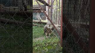 White Vulture#Malsi Deer Park#Dehradun