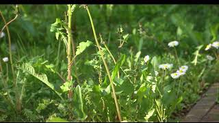 Daisies in 1991 HDTV (recorded April 2025)