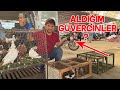 Güvercin Pazarından İki Tane Kuş Aldım