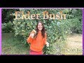 Natural Remedy for Cold and Flu ~  The Elder Bush