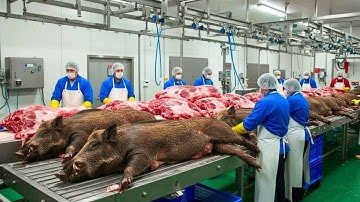 Inside the Wild Boar Factory: Why Texas Destroys What China Sells for Millions | Complete process