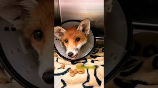 Watch me PET a wild FOX! | #shorts