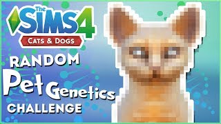 Return of the THREETAILED CATS!!  Random Pet Genetics Challenge!!  Experiment #50