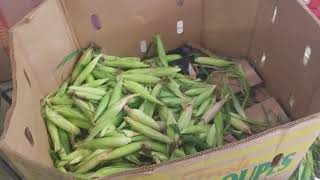 Celebrity Picking Peaches and Cream Sweet Corn.  Can I keep up?? Profile