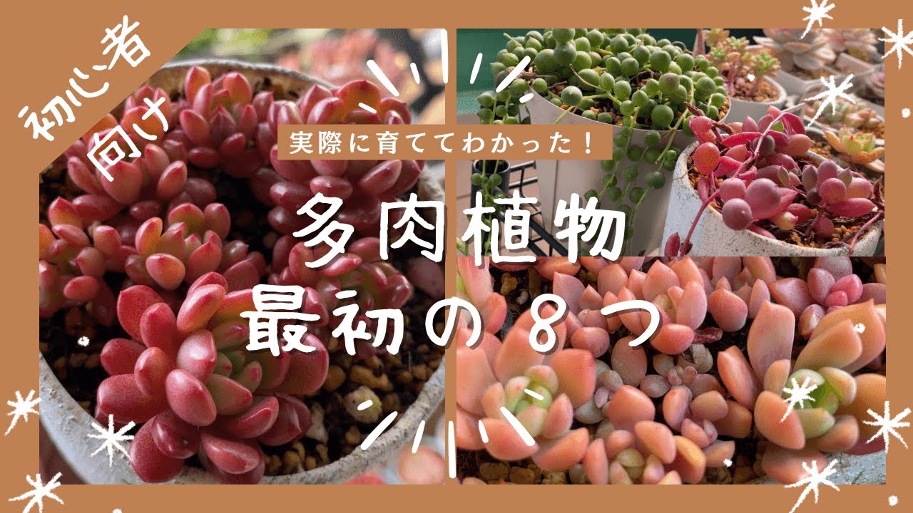 【多肉植物】初心者におすすめの多肉8選✨育ててきた記録から選びました😀🙌